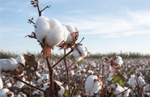 2021 China cotton industry production and sales status and import and export situation analysis Xinjiang cotton production will continue to grow